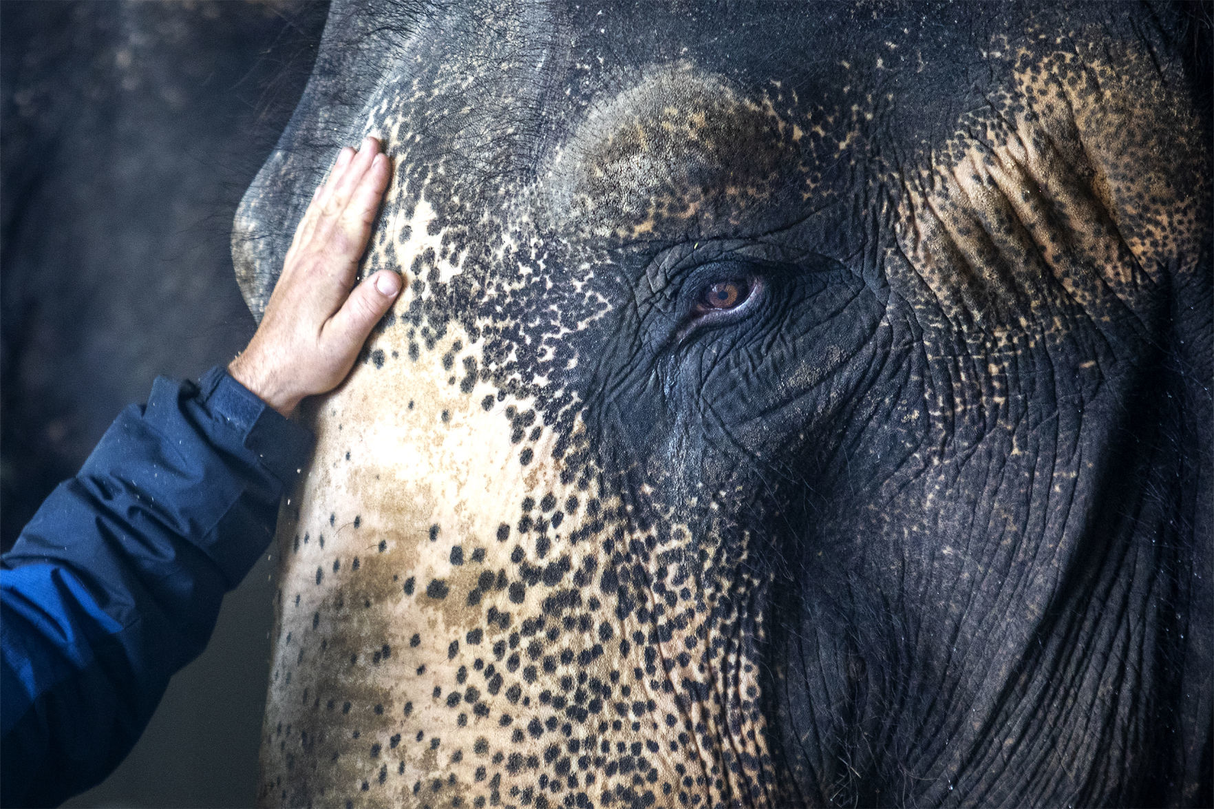 Elephants and tigers gallery